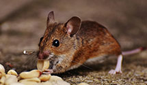 24 Hour & Emergency Exterminators in Hopkinton, RI